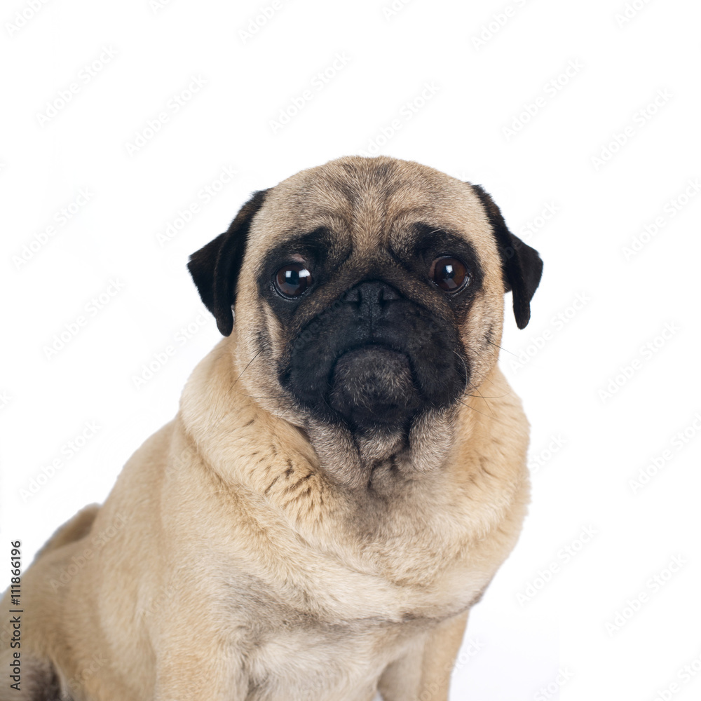 Pug sandy color portrait isolated on white