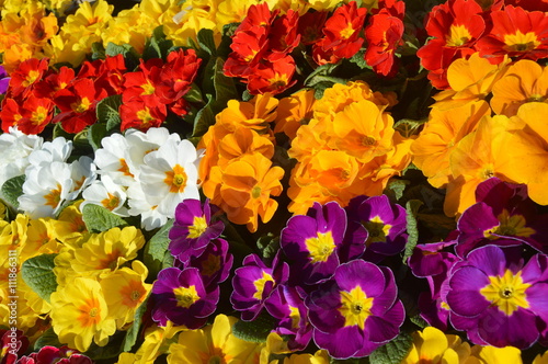 Heartsease - Primule