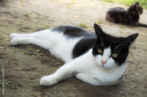 Cat lying on the ground
