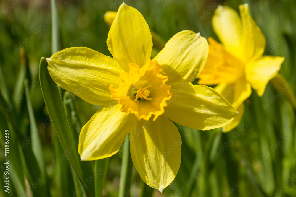 Красивый, жёлтый весенний цветок. Прострел весенний. Beautiful, yellow spring flower. Lumbago spring Красивый, жёлтый весенний цветок. Прострел весенний. Beautiful, yellow spring flower. Lumbago spring