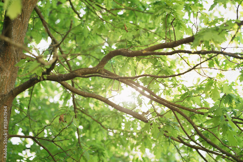 oak tree with young green leaves in sunny spring day, sun peaks through oak tree with young green leaves in sunny spring day, sun peaks through