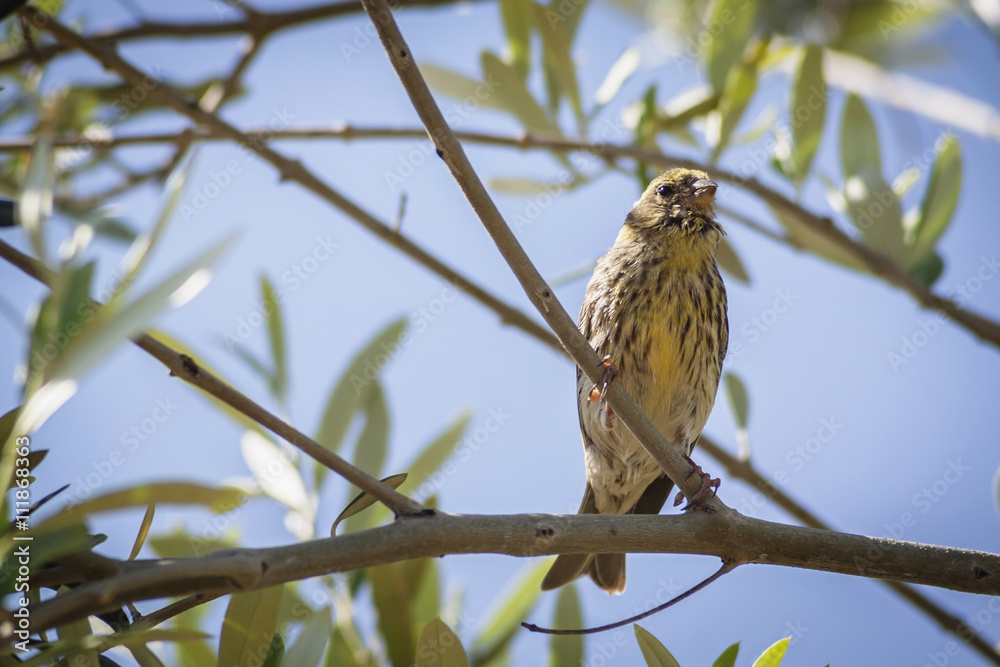 Small female sparrow sitting and singing on a branch in an olive