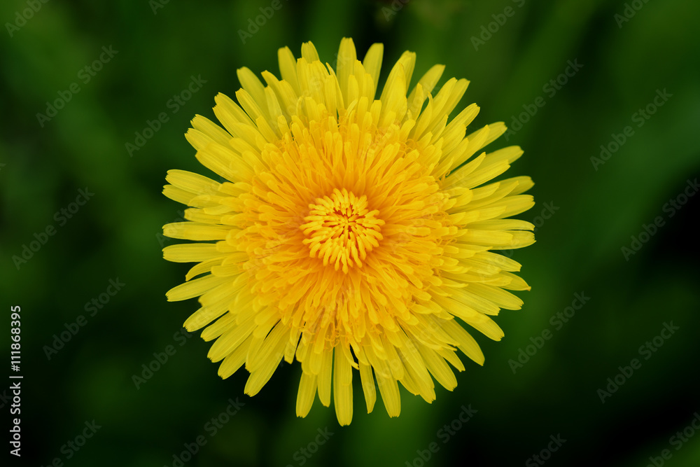 top view of bright yellow dandelion, closeup shallow focus photo top view of bright yellow dandelion, closeup shallow focus photo