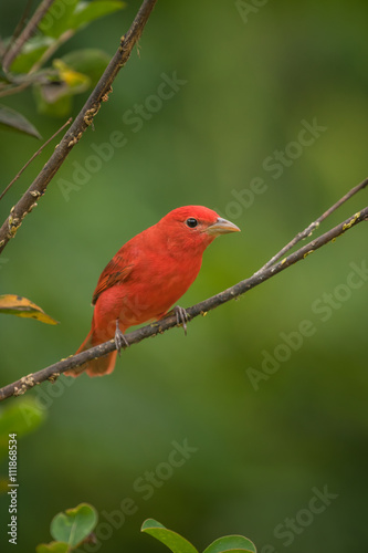 Summer Tanager © yoderphotography