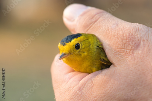 Wilson's warbler in hand