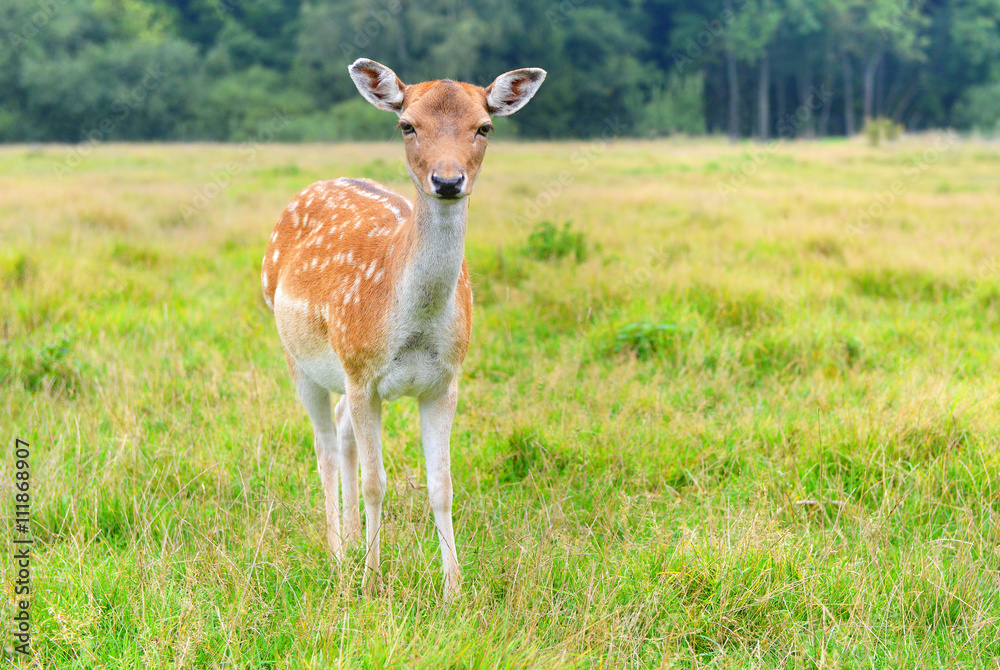 Damwild Damwild