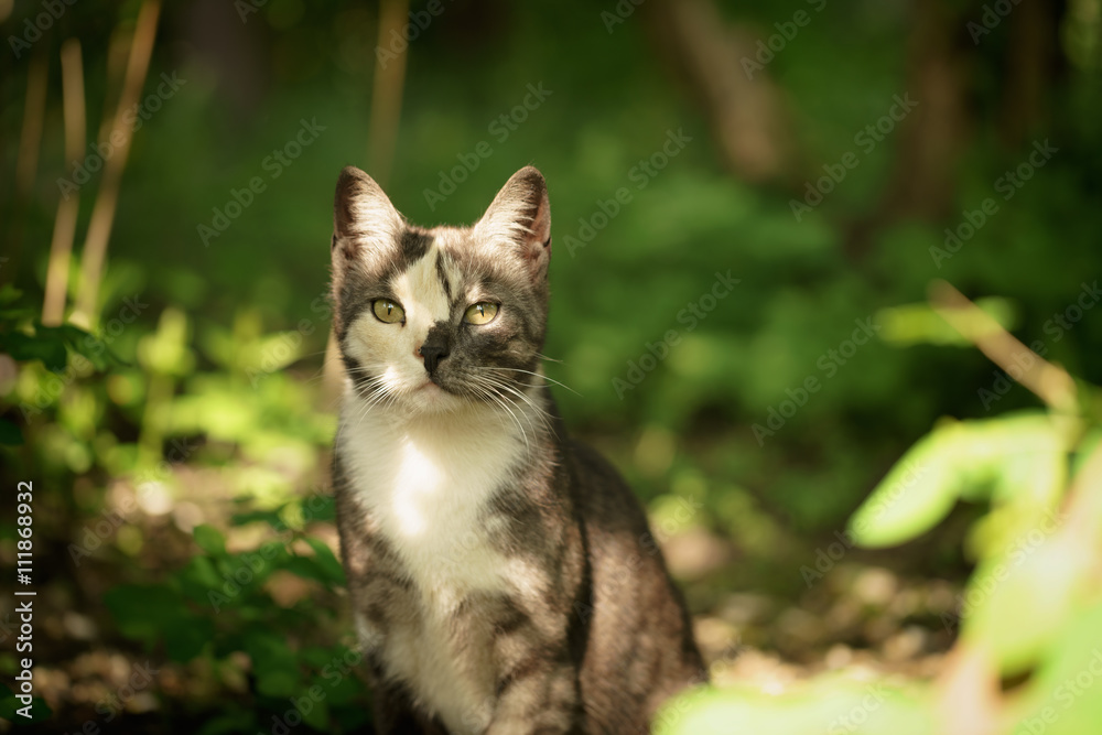 young female kitten in the shade of bushes, shallow focus