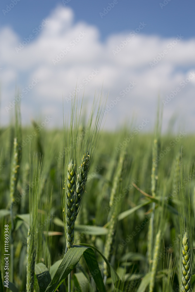 not ripened green wheat not ripened green wheat