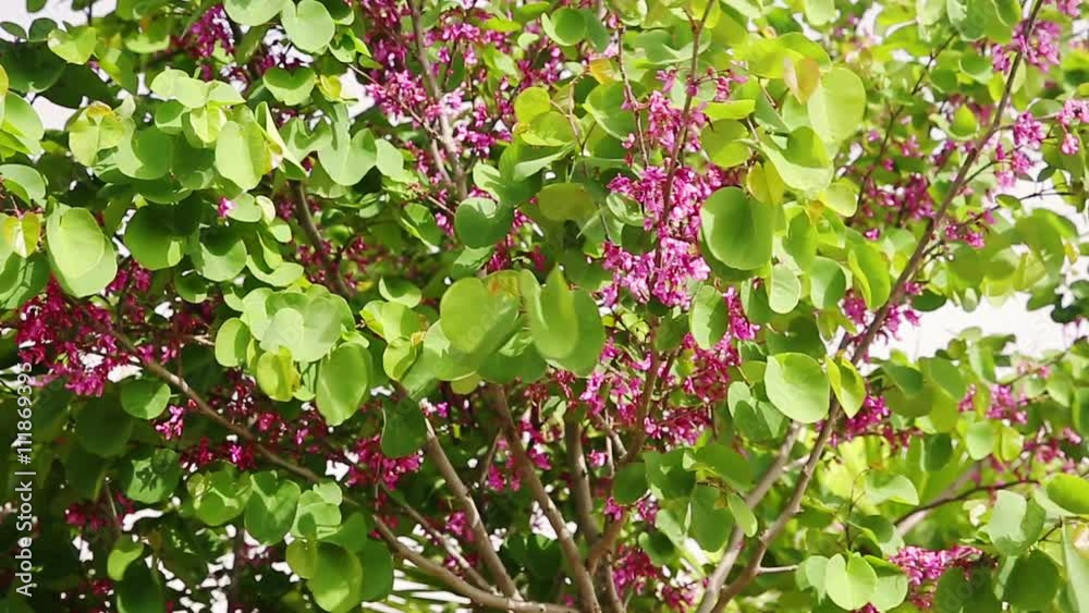 Last flowers on Judas tree (Cercis siliquastrum)