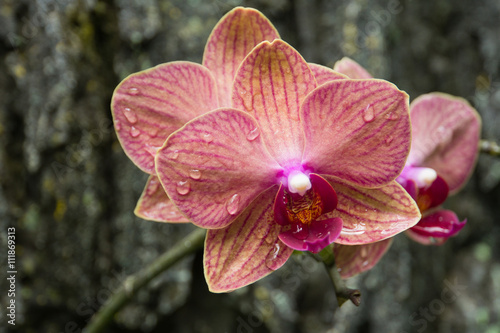 Fototapeta Naklejka Na Ścianę i Meble -  Pink Orchid