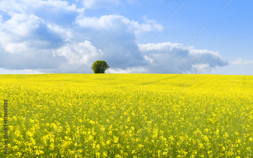 yellow field