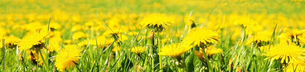 Fototapeta premium Löwenzahnwiese