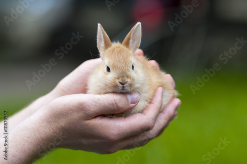 Man holding a rabbit in his arms