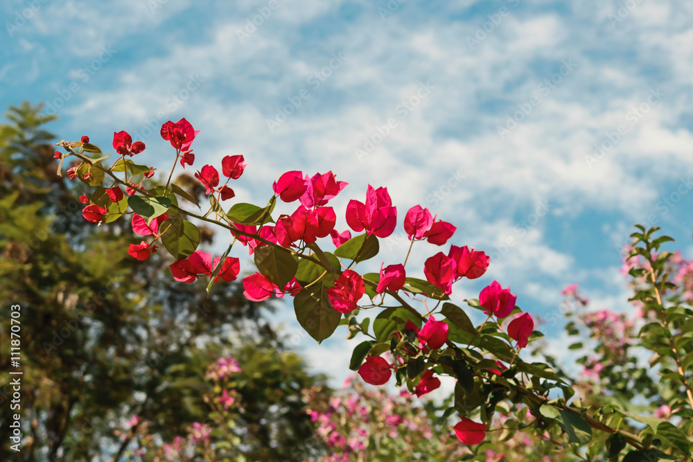 Flower - Pink blossom over blue sky background, spring flowers