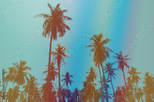 coconut palm trees © khunkornStudio