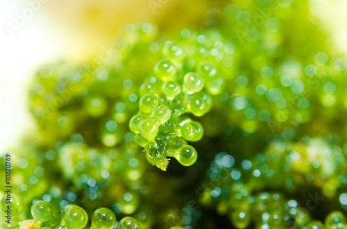 green caviar