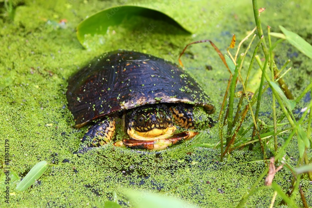 Obraz premium Blandings Turtle (Emydoidea blandingii)