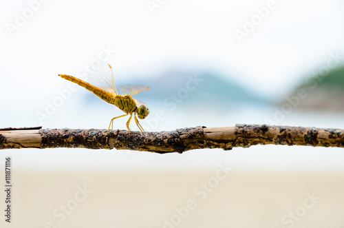 Pantala Flavescens, Globe Skimmer or Wandering Glider, Yellow dragonfly perched on a branch at the beach