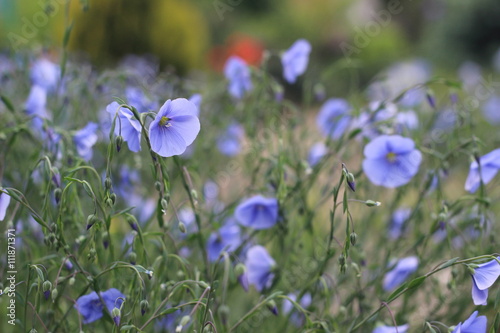 Linum perenne (perennial flax, blue flax or lint)