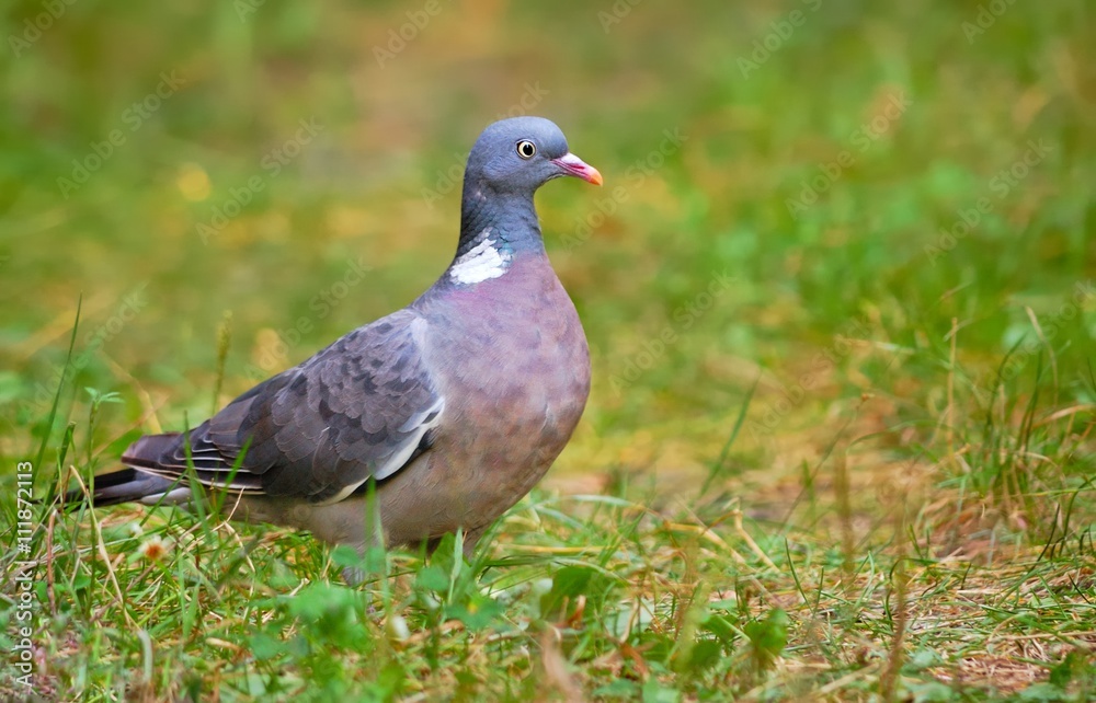 Common Wood Pigeon, Wood Pigeon, Columba palumbus Common Wood Pigeon, Wood Pigeon, Columba palumbus