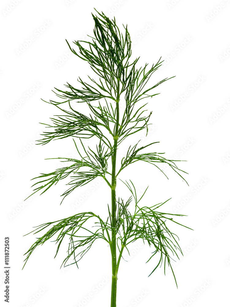 Fototapeta premium Dill