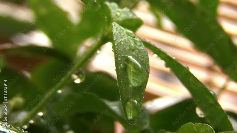 Sharp Dew Drops After The Rain On A Leaf Sharp Dew Drops After The Rain On A Leaf