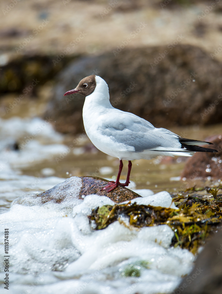 Fototapeta premium eine Lachmöwe steht auf einem Stein in der Brandung
