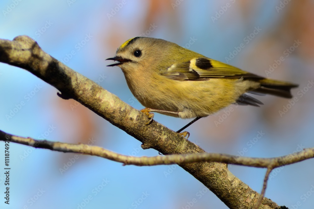 Obraz premium Goldcrest (Regulus regulus)