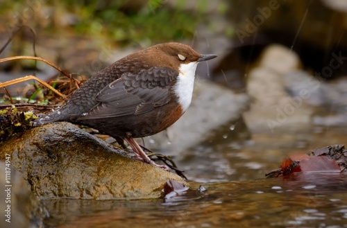 White-throated Dipper (Cinclus cinclus)