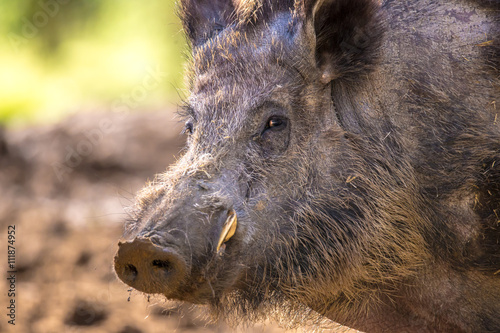 das Porträt von einem kapitalen Wildschwein photo