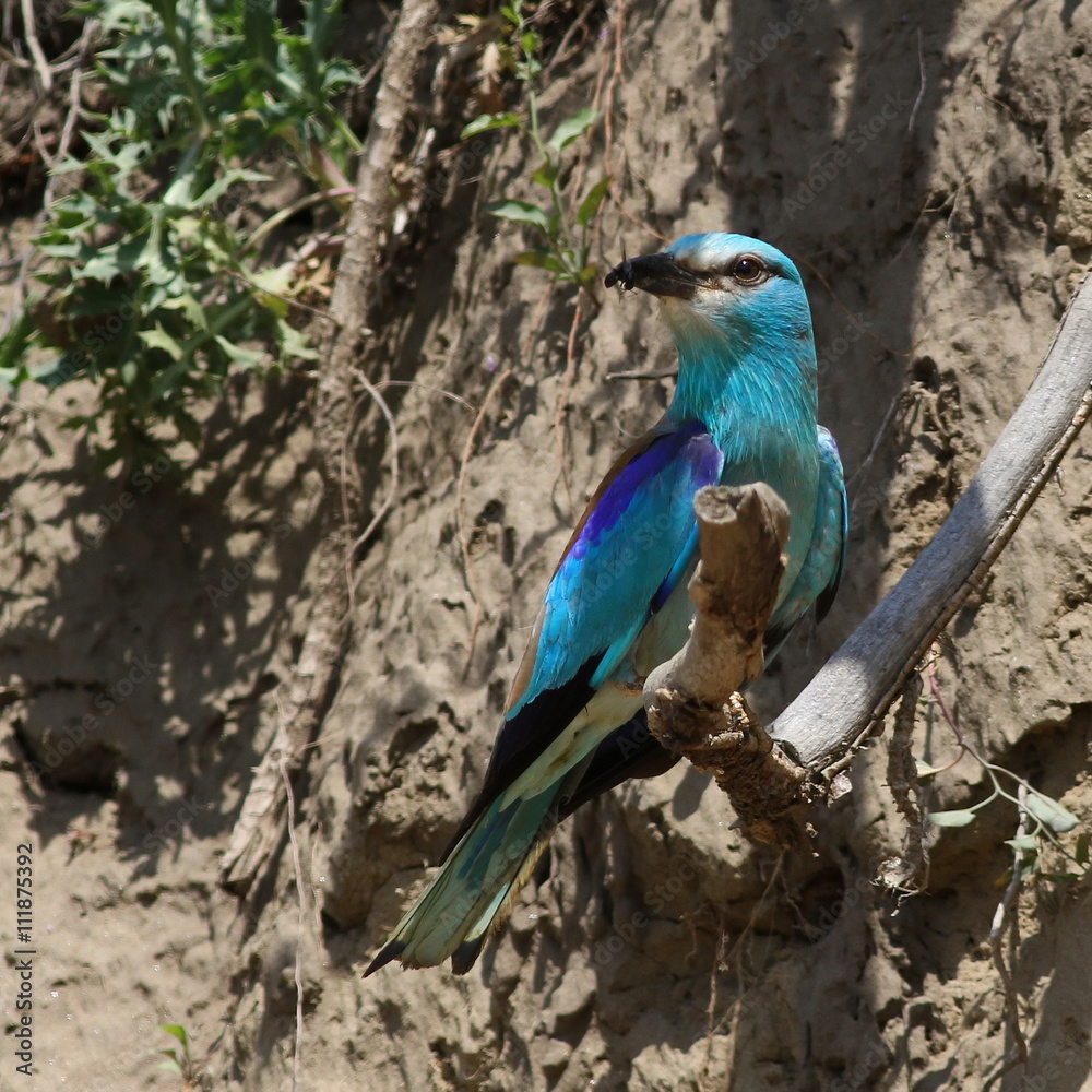 Obraz premium European Roller, Coracias garrulus