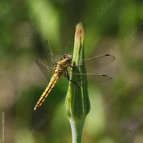 Yellow dragonfly © dule964