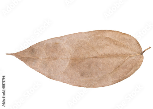 dry leaves isolated on white background