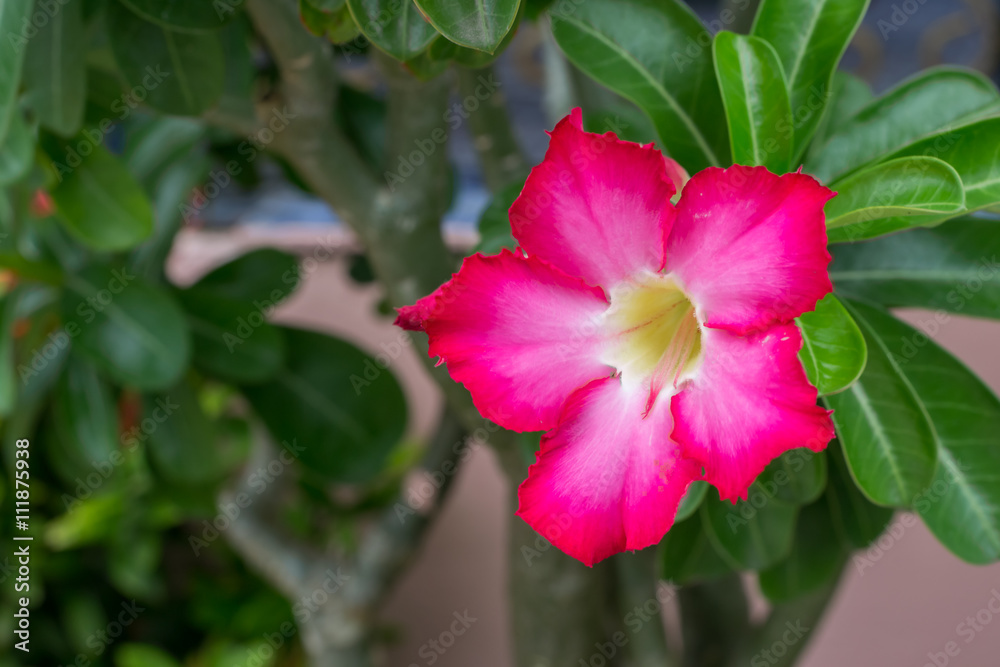 Adenium obesum (Desert Rose) flower in Pot front of the house Adenium obesum (Desert Rose) flower in Pot front of the house