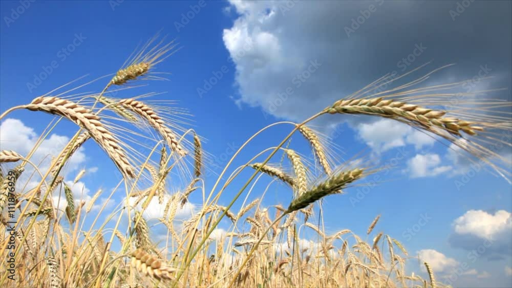 Wheat Close-Up With Blue Sky And White Clouds! Perfect Day!
Wheat Close-Up With Blue Sky And White Clouds! Perfect Day!