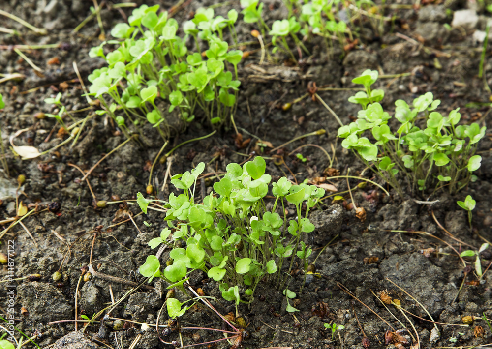 Organic arugula seedling growing in the garden Organic arugula seedling growing in the garden