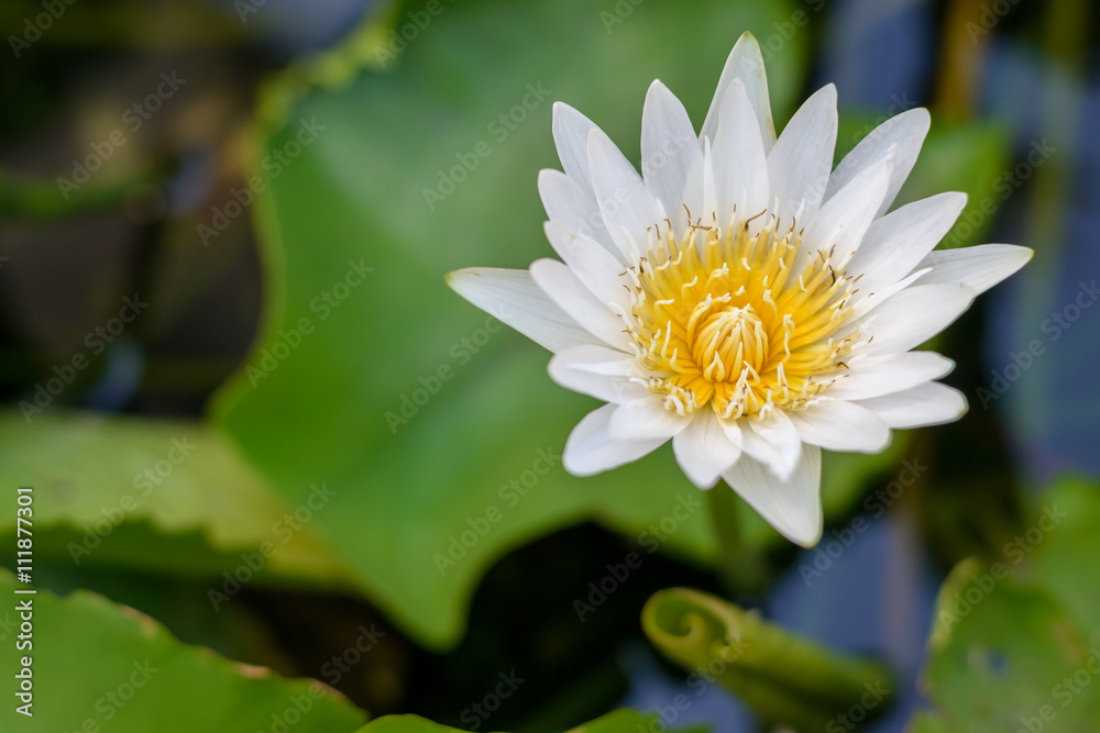 white lotus flower in the pond white lotus flower in the pond