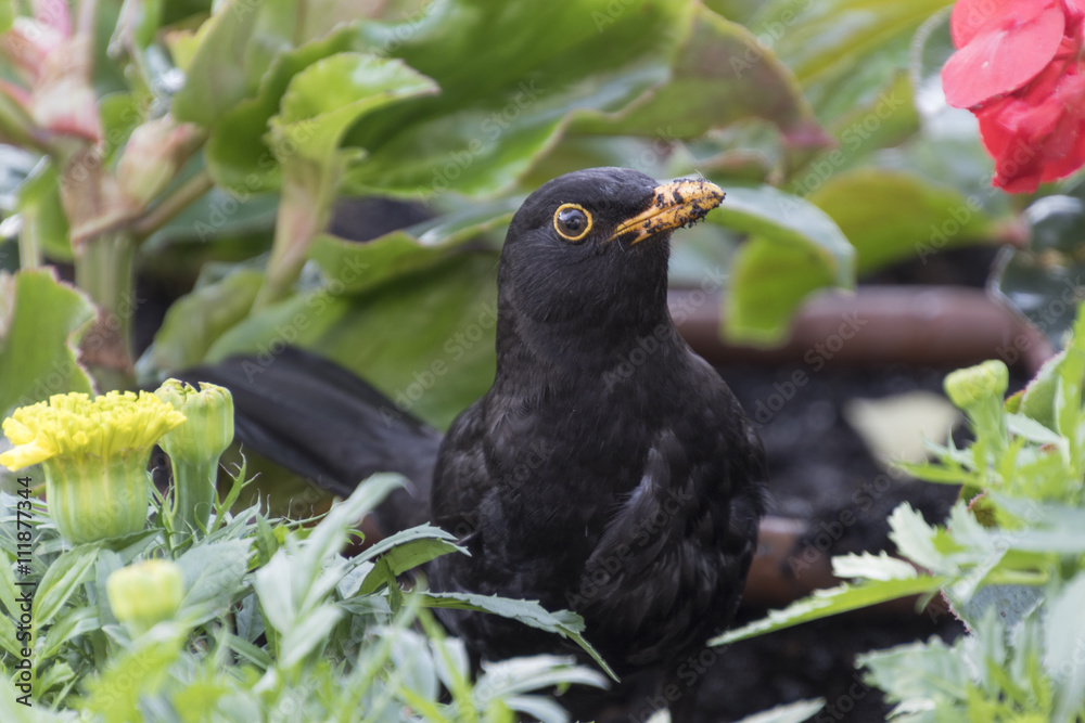 Fototapeta premium blackbird in the garden