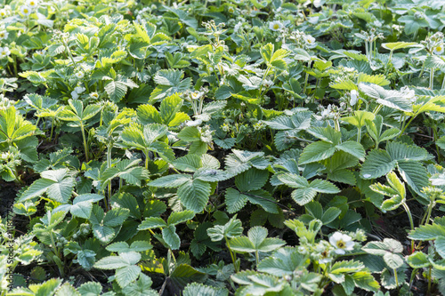 white flowers with green leaves of strawberry