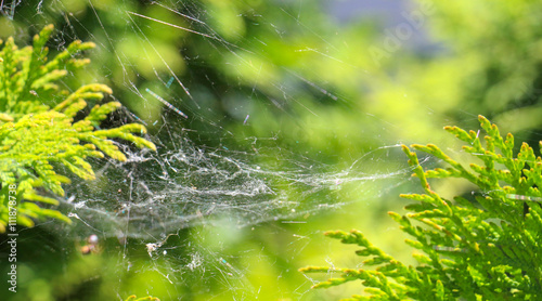 picture of a spider web on a sunny day