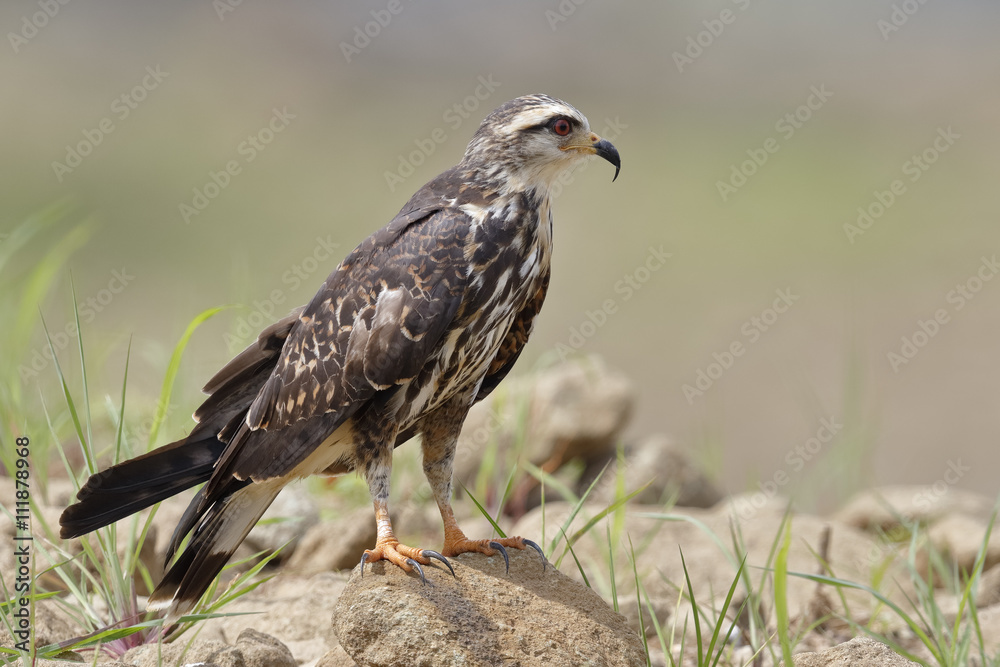 Female Snail Kite Perched on Rocks - Panama Female Snail Kite Perched on Rocks - Panama