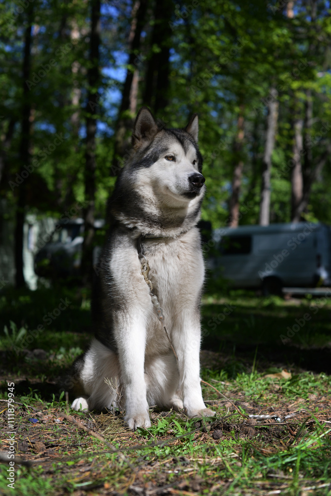 beautiful dog breed Siberian Husky in a summer forest beautiful dog breed Siberian Husky in a summer forest