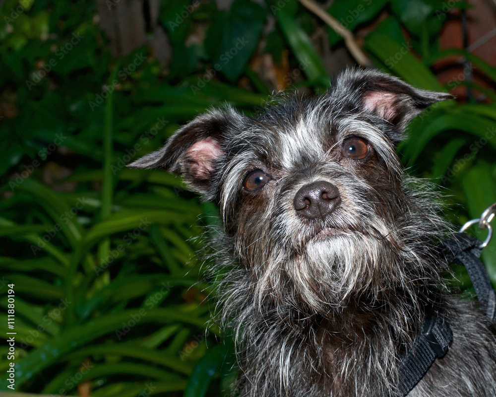 Black and white border terrier discount