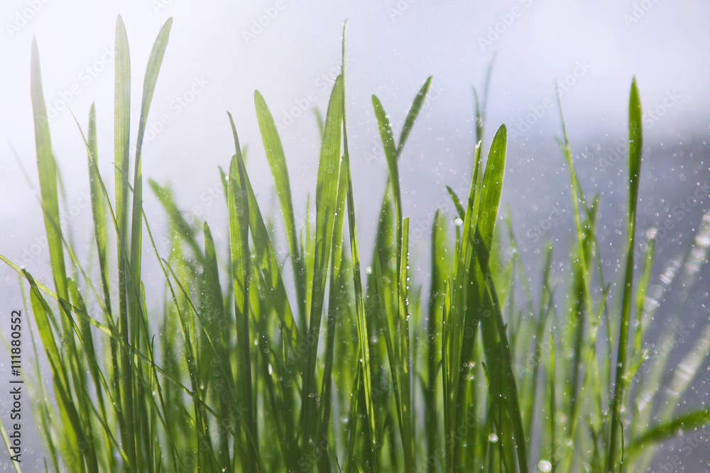 Fresh grass with dew drops close up