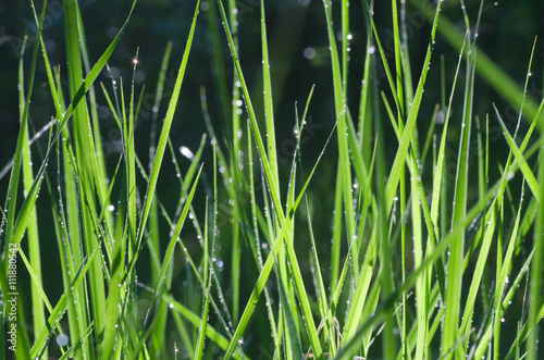 fresh grass with water drops