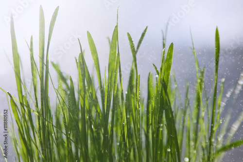 Fresh grass with dew drops close up