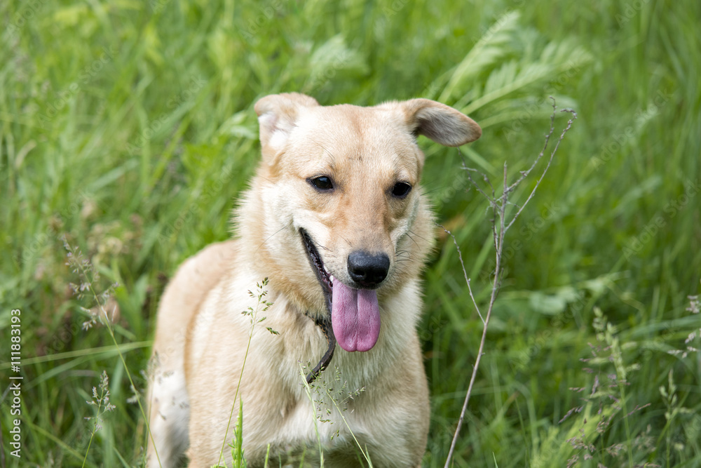 Fototapeta premium funny dog in the grass
