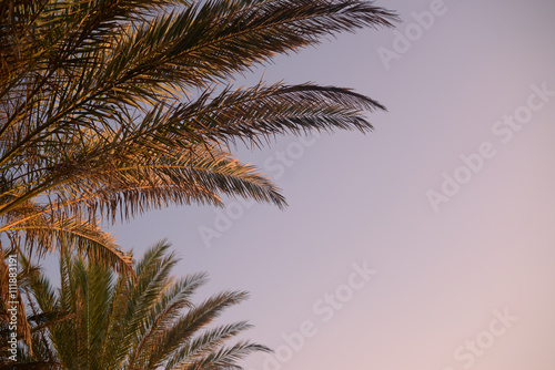 Beautiful branches of palms trees, background blue sky