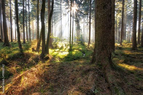 Nebel und Sonnenlicht im Wald © ohenze