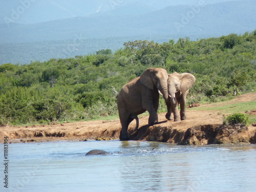 Słonie przy wodopoju